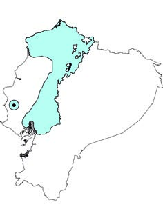 Coendou quichua