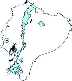 Rhipidomys latimanus